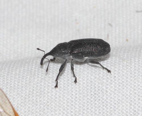Réf. 304 296 : Magdalis memnonia
